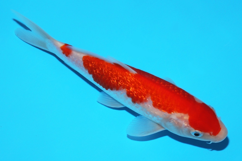 341066 20cm谷口G红白当才