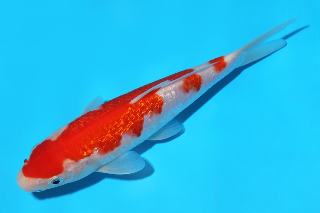 341066 20cm谷口G红白当