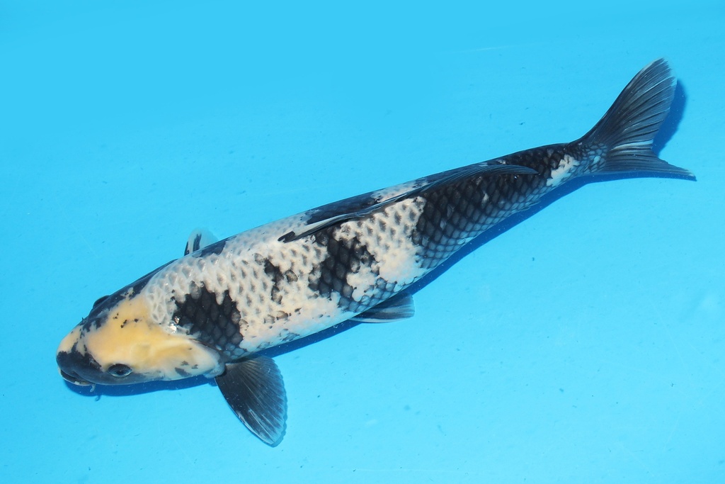 341071 51cm大塚影白写