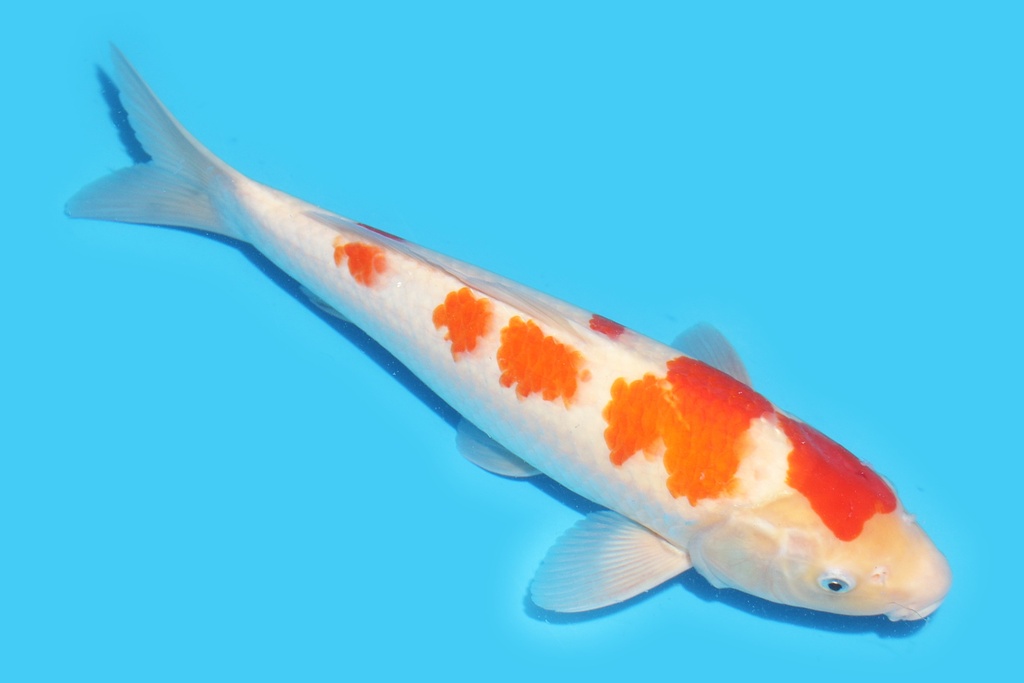 341075 41cm桃太郎