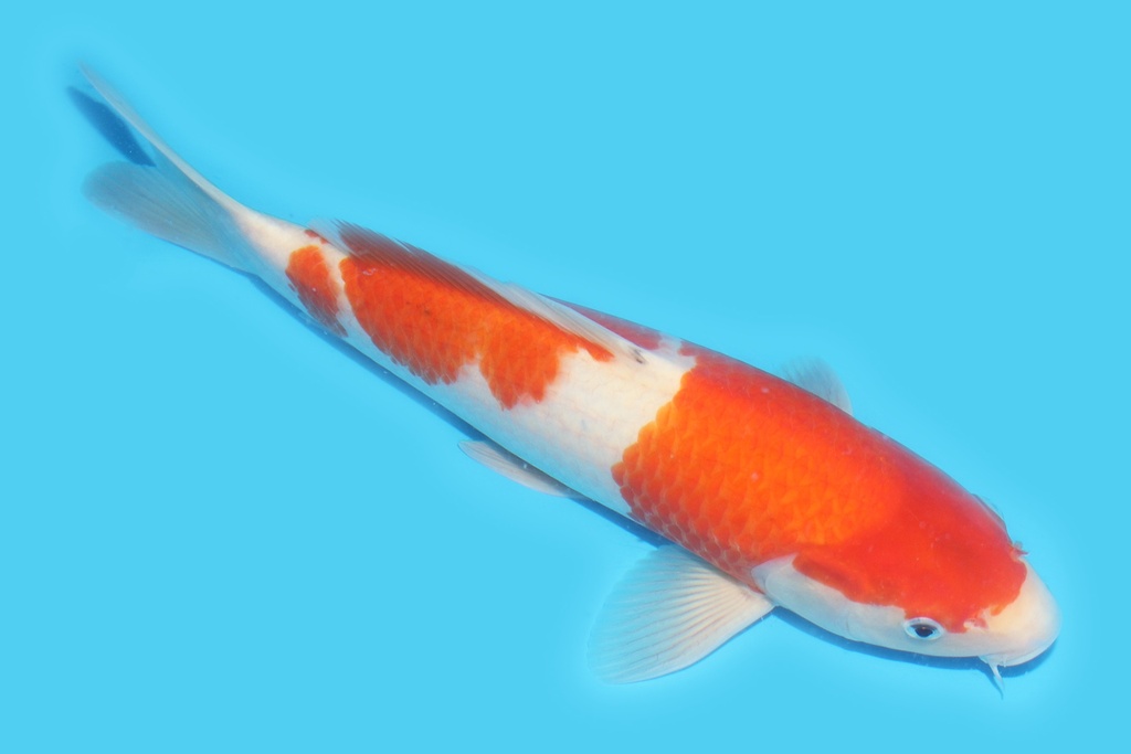 341076 38cm桃太郎