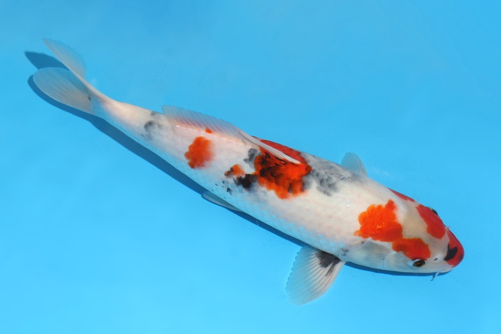 341078 38cm大日昭和