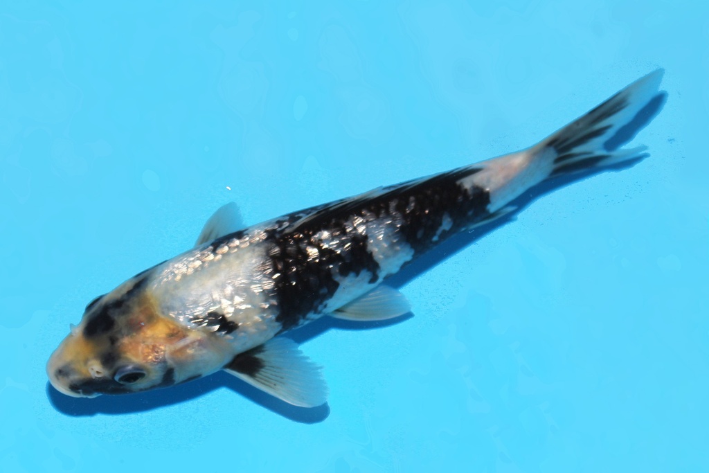 341082 22cm尾形G白写