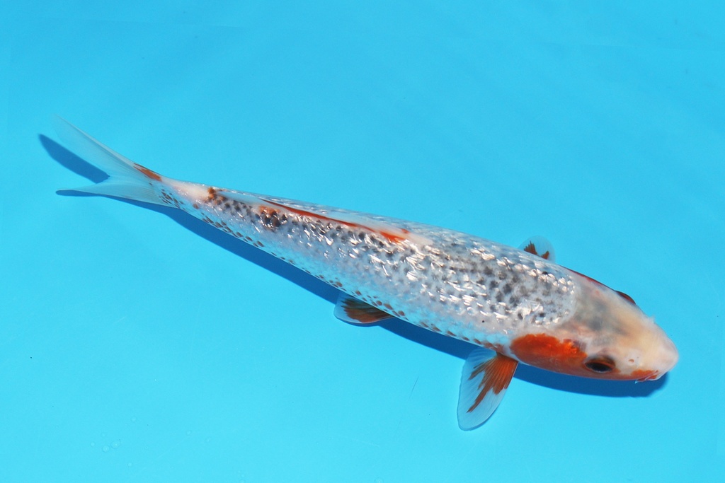 341083 22cm大家G浅黄