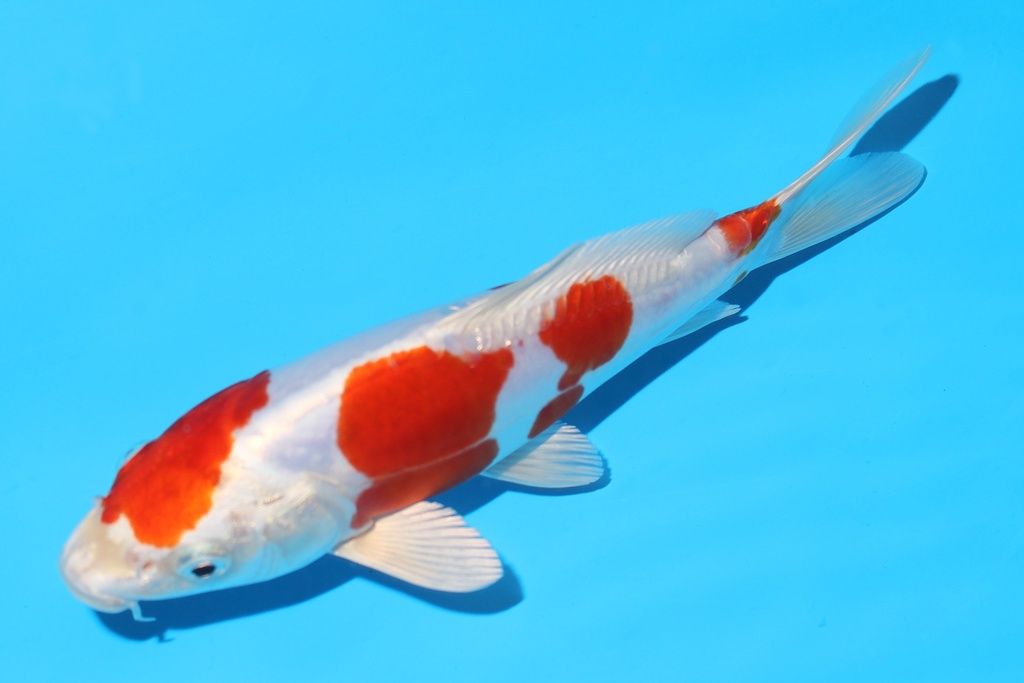 341085 19cm菅野菊水