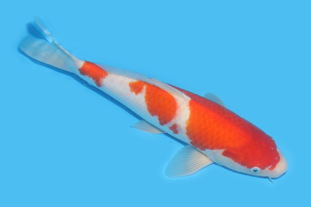 341089 37cm桃太郎