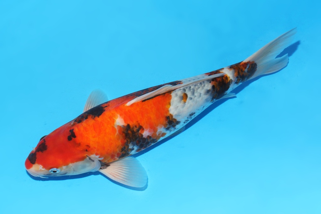 341090 35cm大日昭和