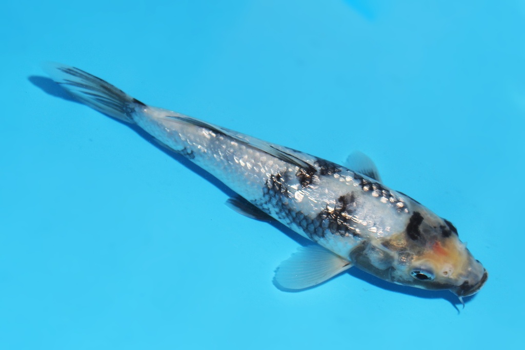 341096 21cm尾形G白写