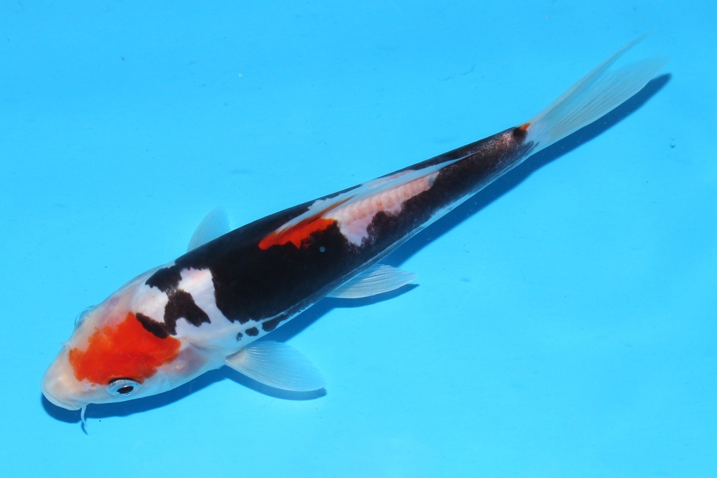 341100 16cm清十郎九纹龙