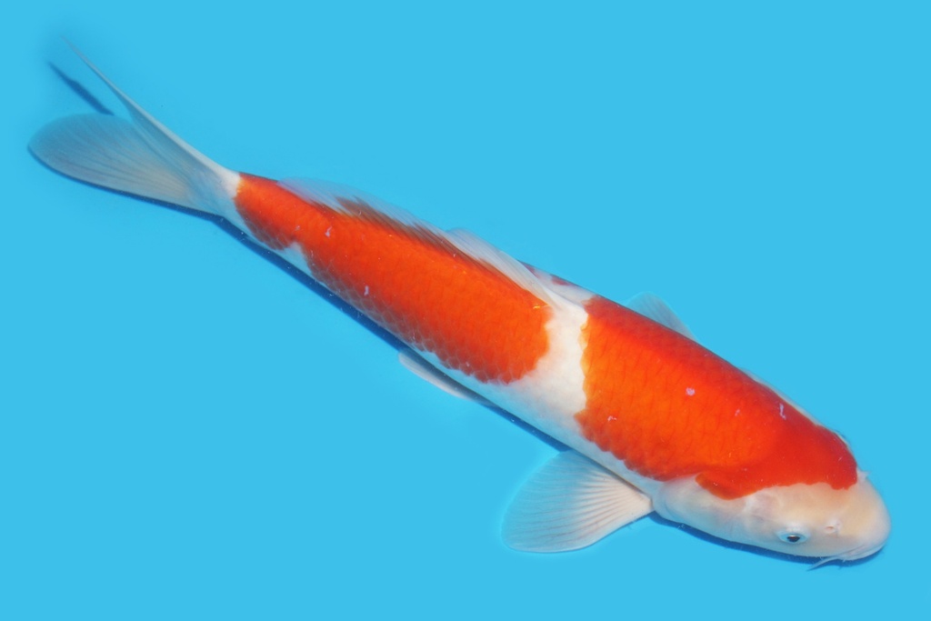 341077 39cm桃太郎