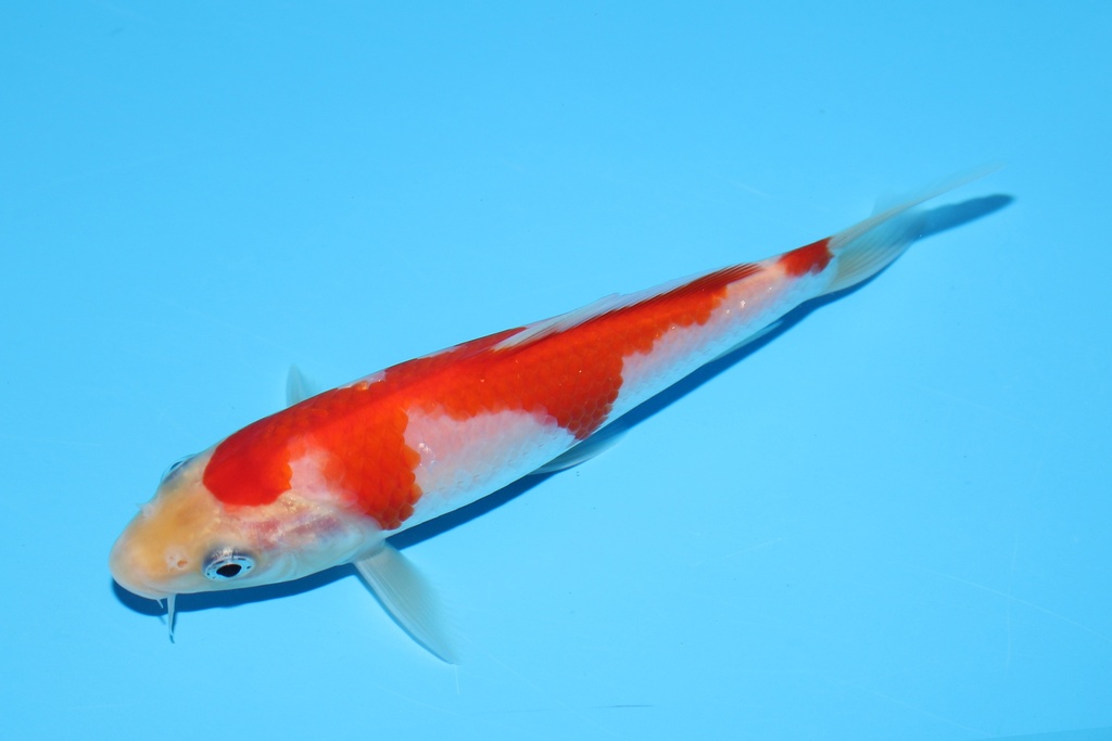 342076 14cm阪井红白当才