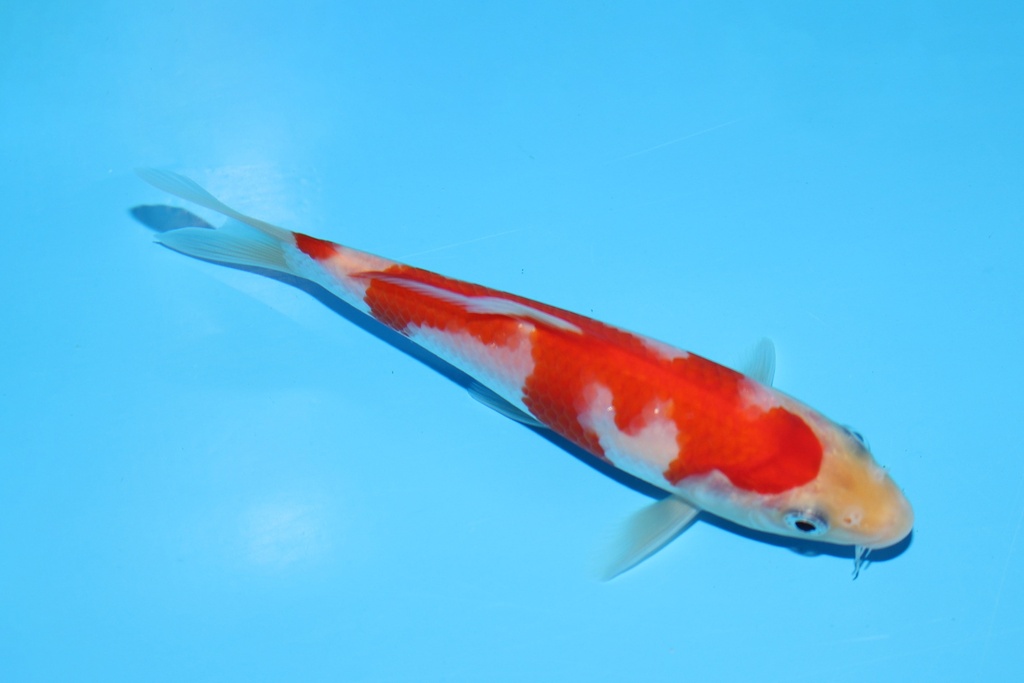 342076 14cm阪井红白当才