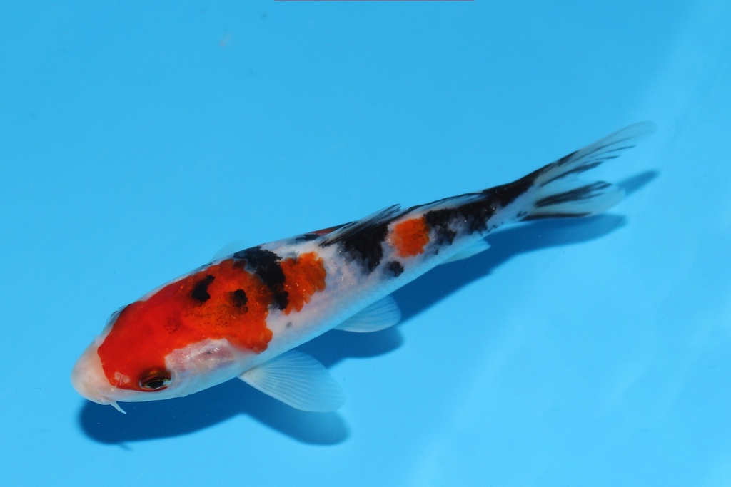 342077 14cm阪井红大正当才