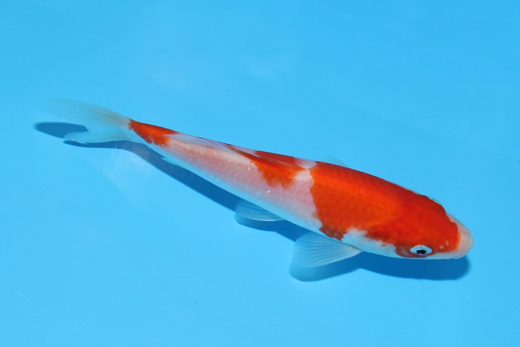 342078 13cm阪井红白当