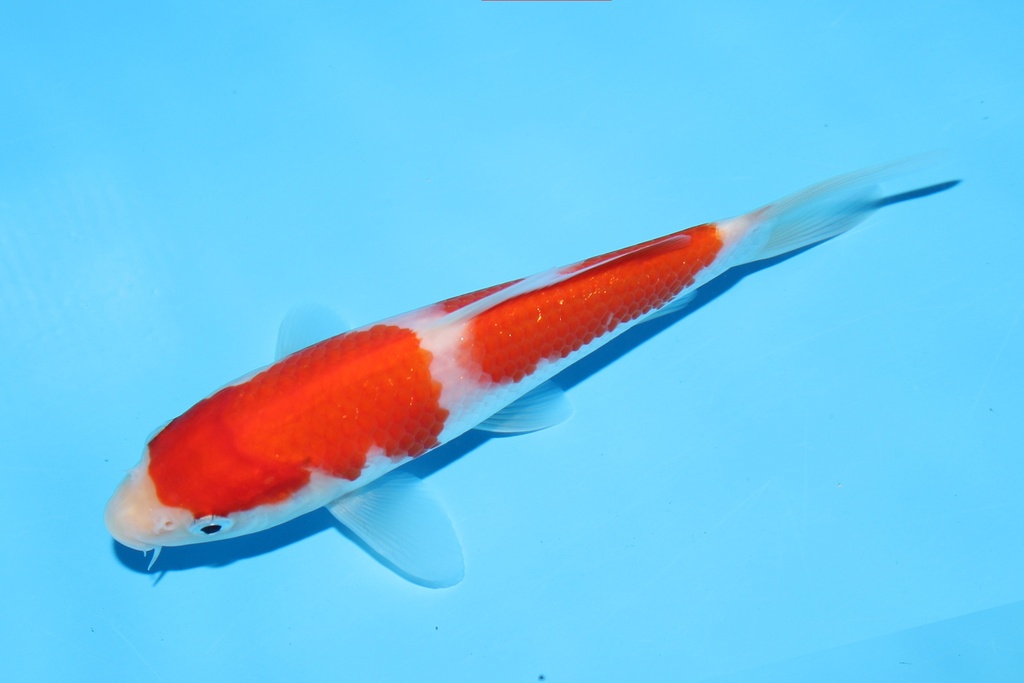 342079 13cm阪井红白当