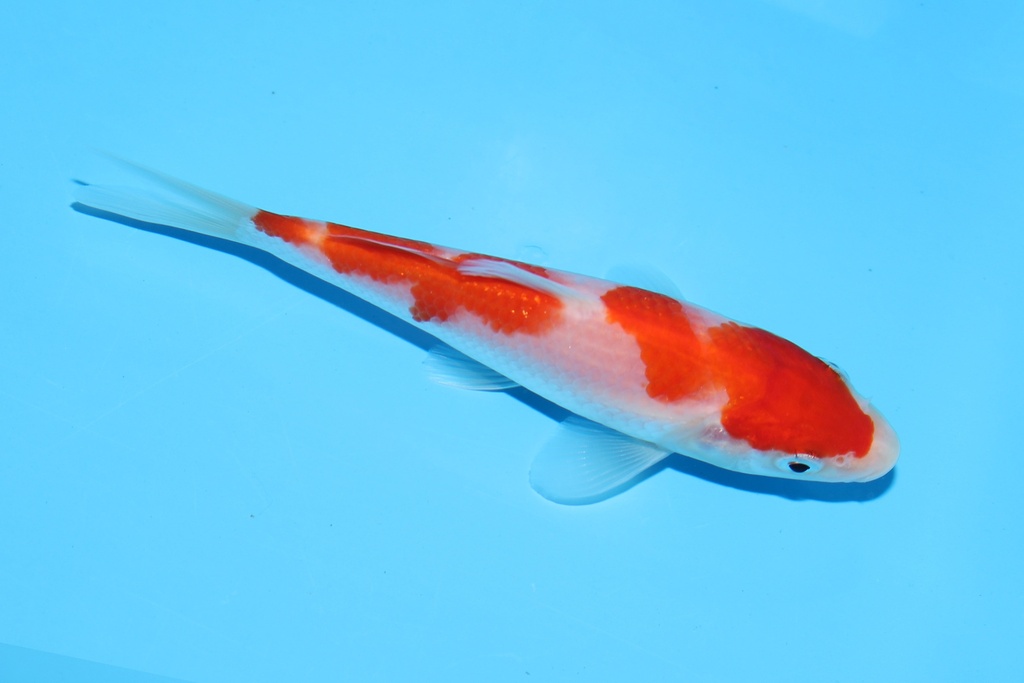 342080 12cm阪井红白当