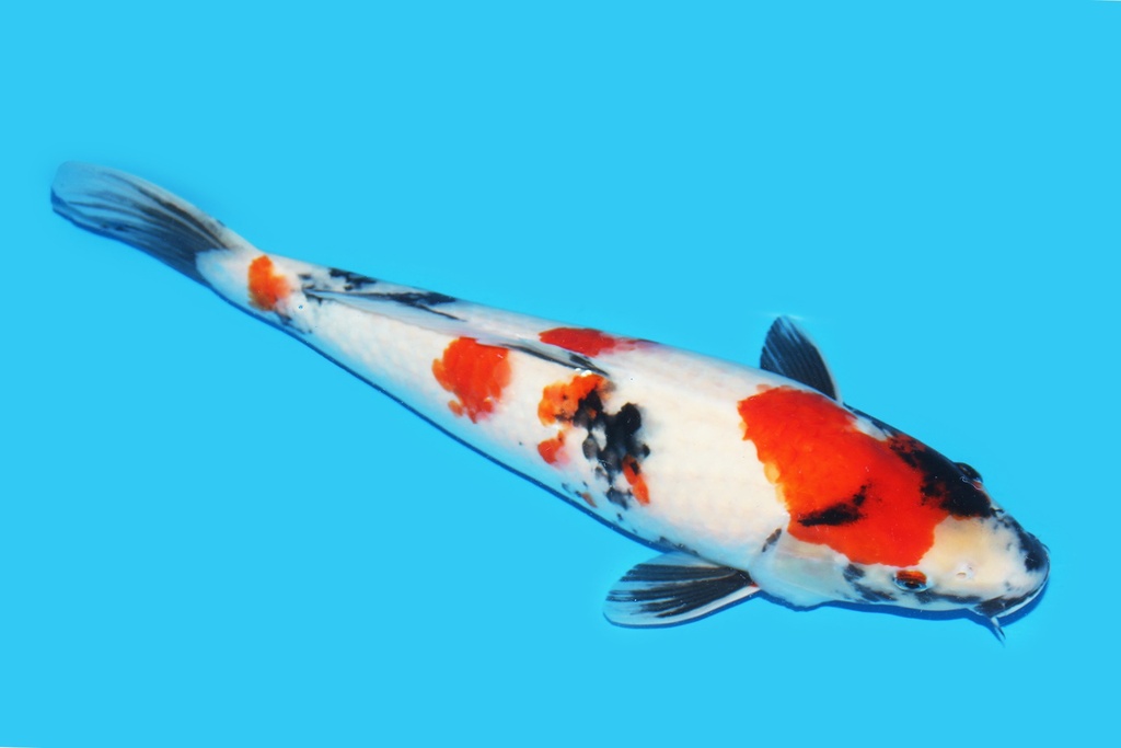 342087 44cm大日昭和大当才母鱼