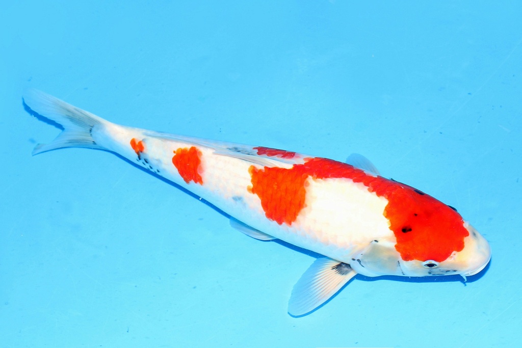 342088 49cm大日昭和大当