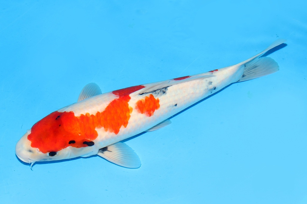 342088 49cm大日昭和大当