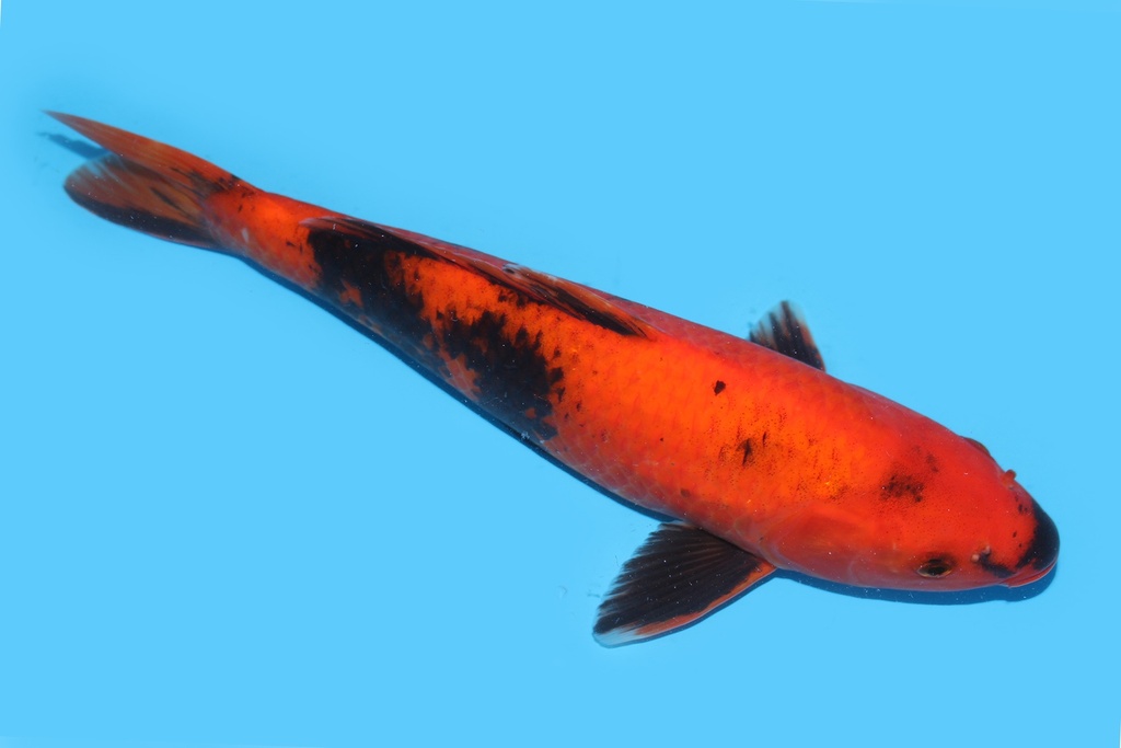 342094 35cm桃太郎绯写大当才