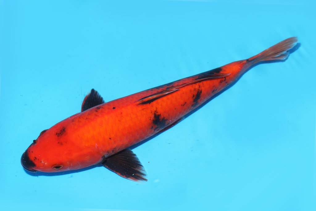 342094 35cm桃太郎绯写