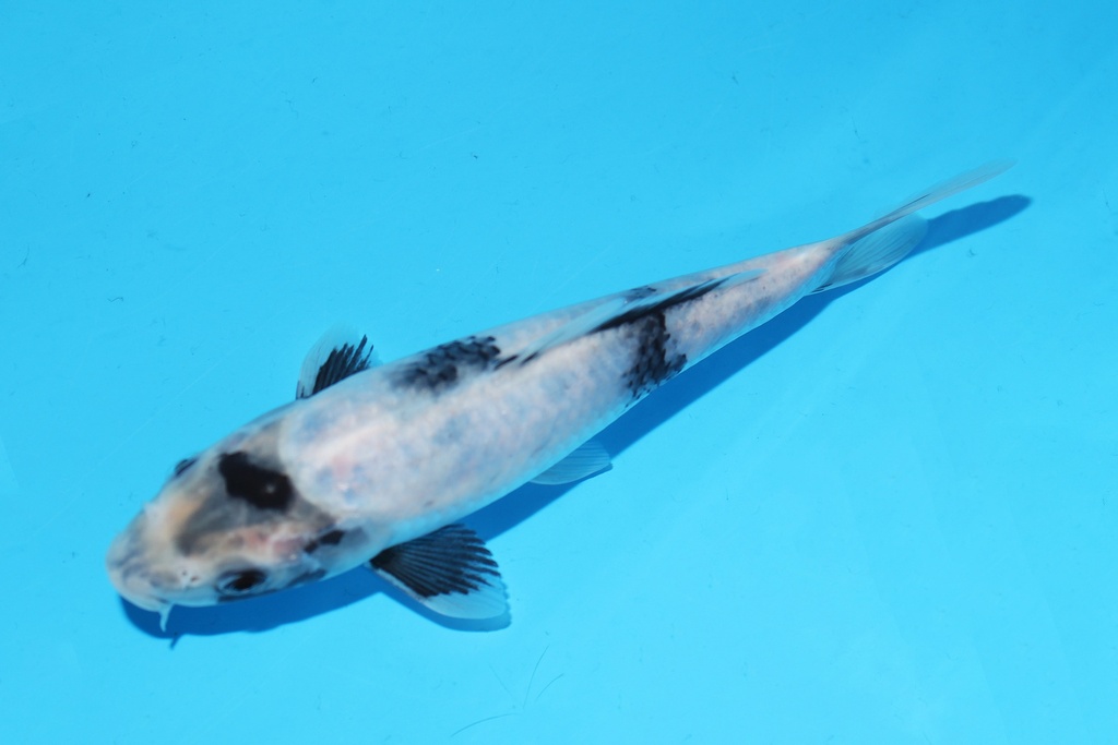 342097 20cm清十郎白写当才