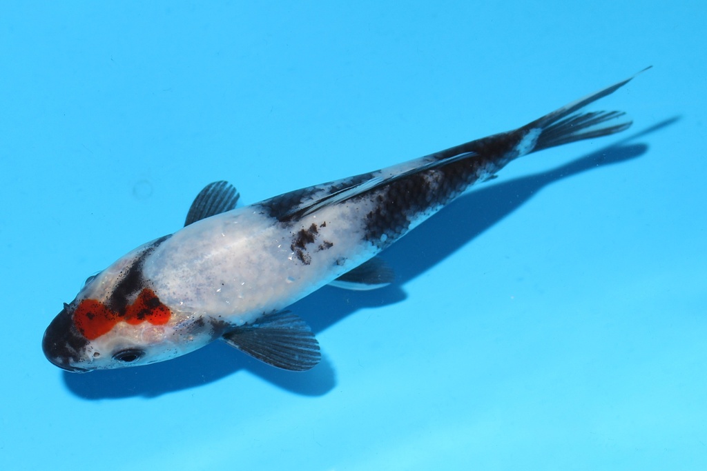 342099 16cm清十郎丹昭