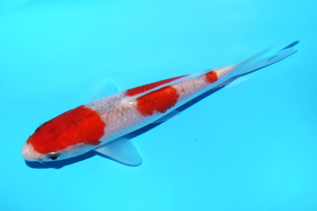 342100 15cm尾形五色当才