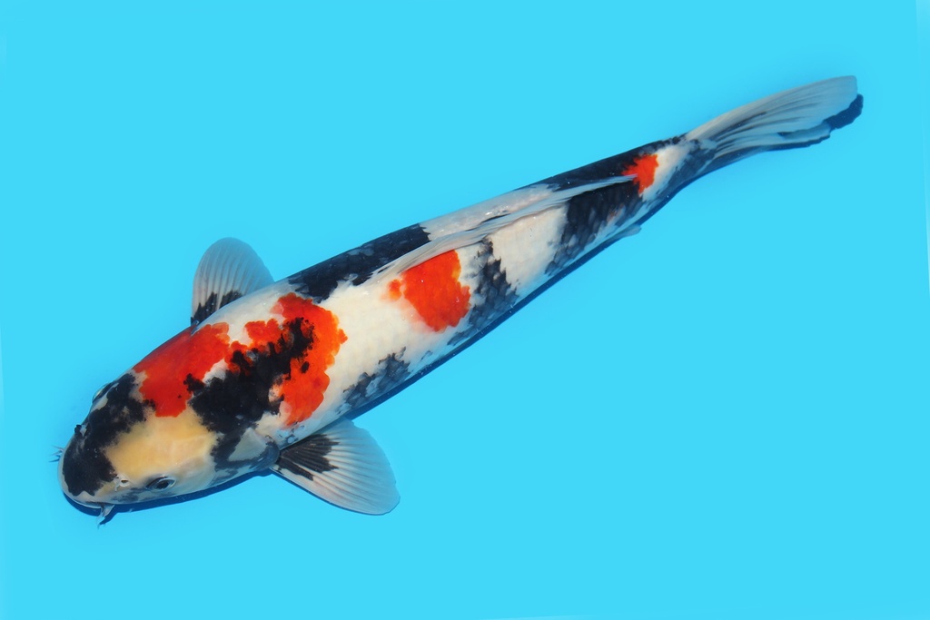 342064 42cm大日昭和