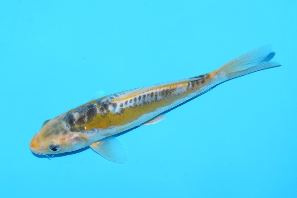 342074 20cm田中彩若叶当