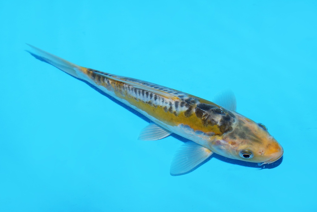 342074 20cm田中彩若叶当才