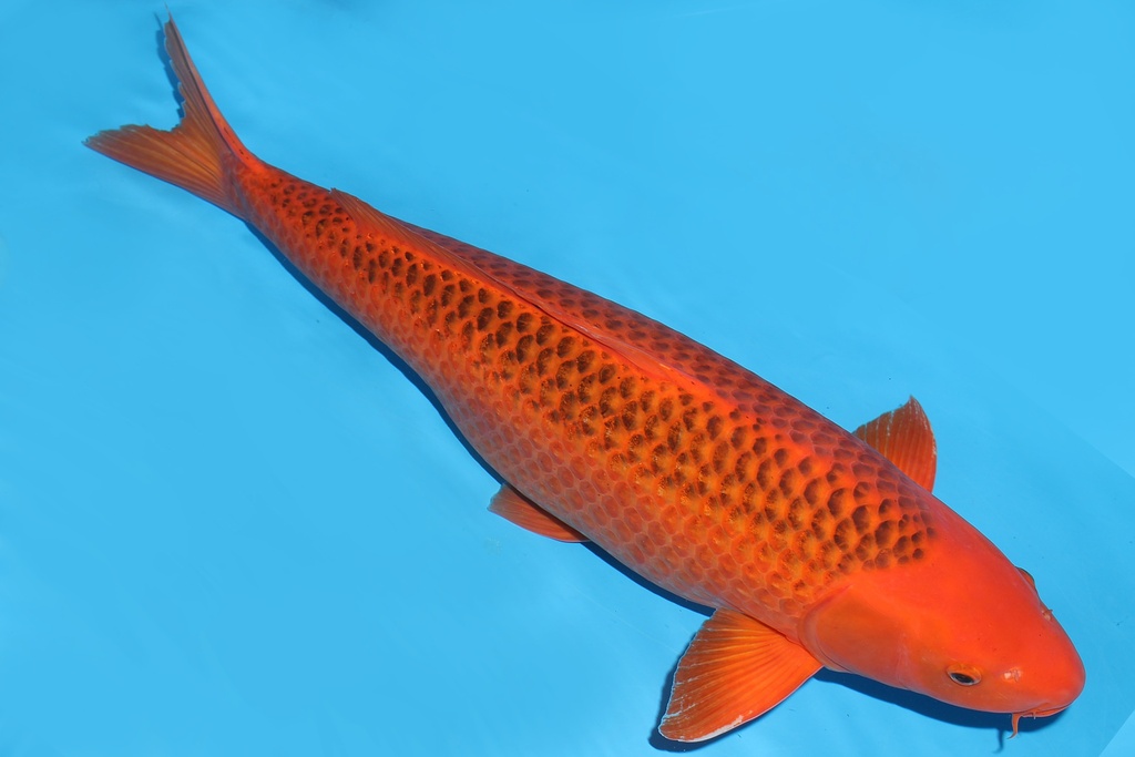 343002 83cm诚太郎红松叶