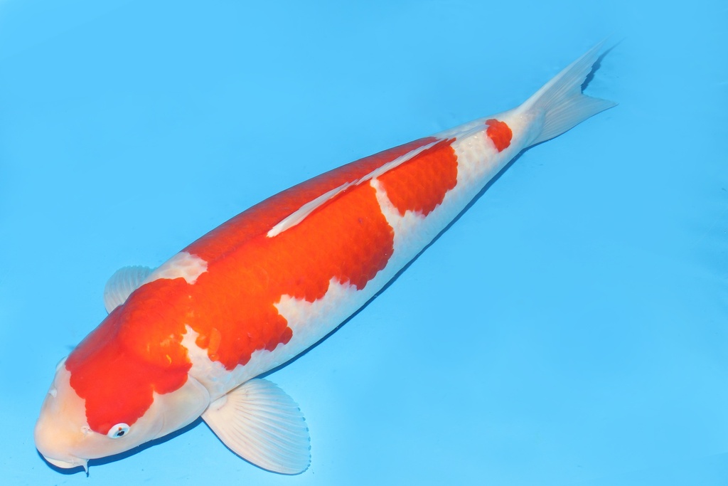 343008 74cm桃太郎红白明四才