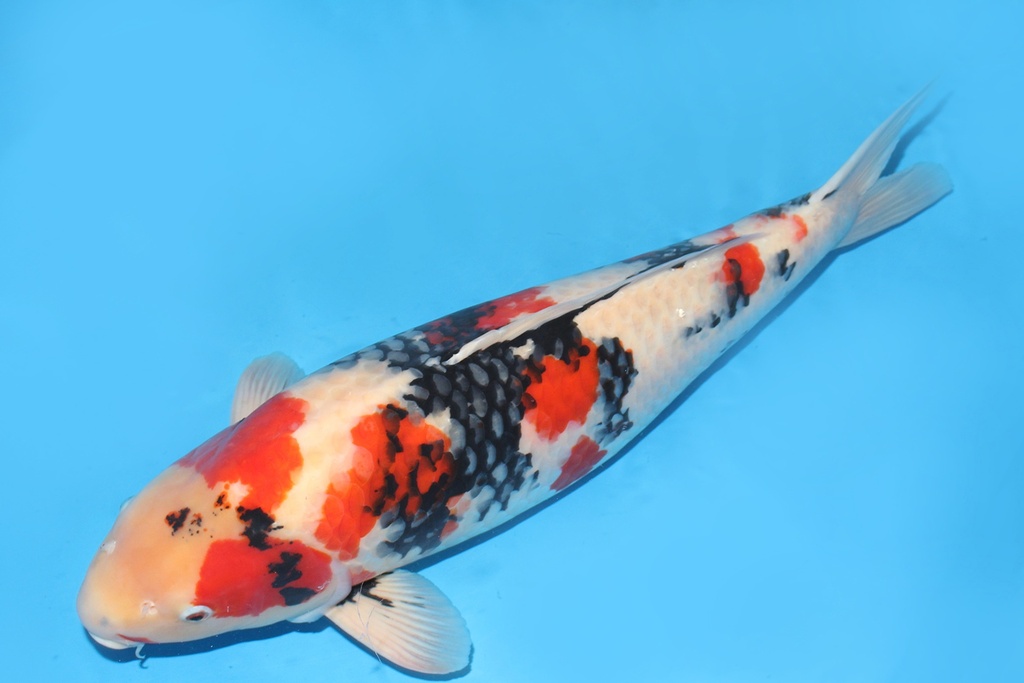 343009 71cm尾形 jpg