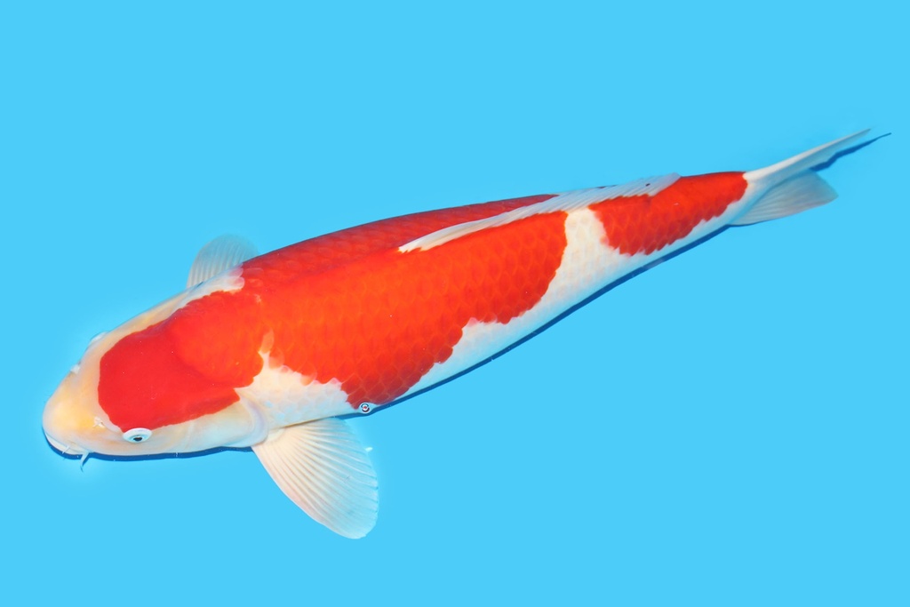 343011 71cm阪井红白三才母鱼