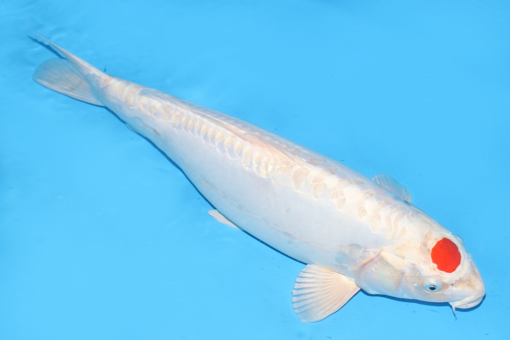 343014 63CM尾形丹顶贴芬