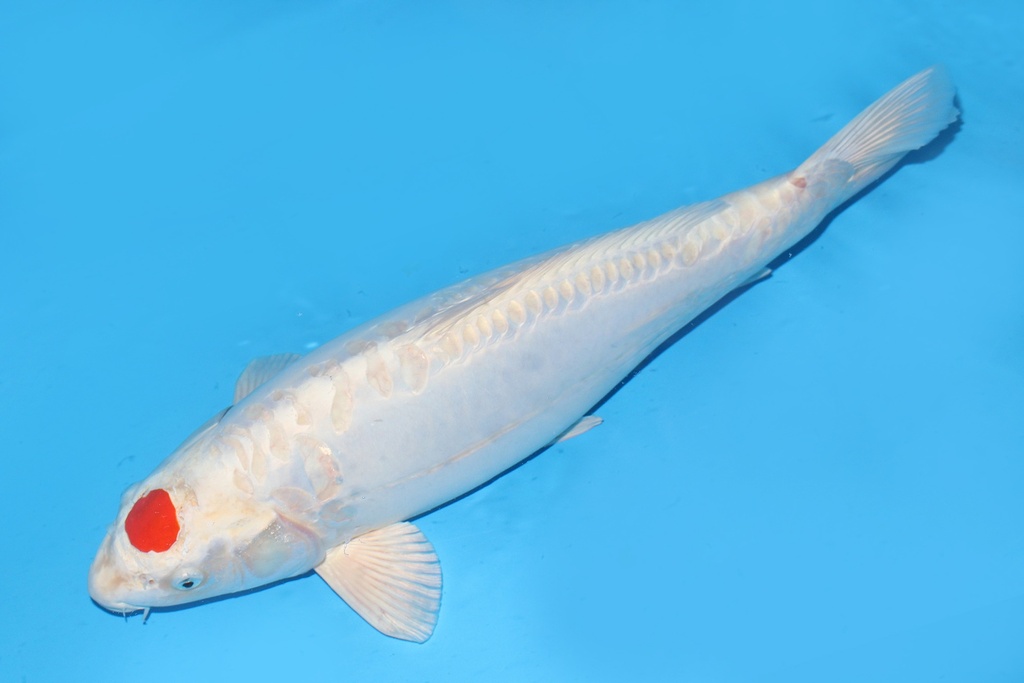 343014 63CM尾形丹顶贴芬