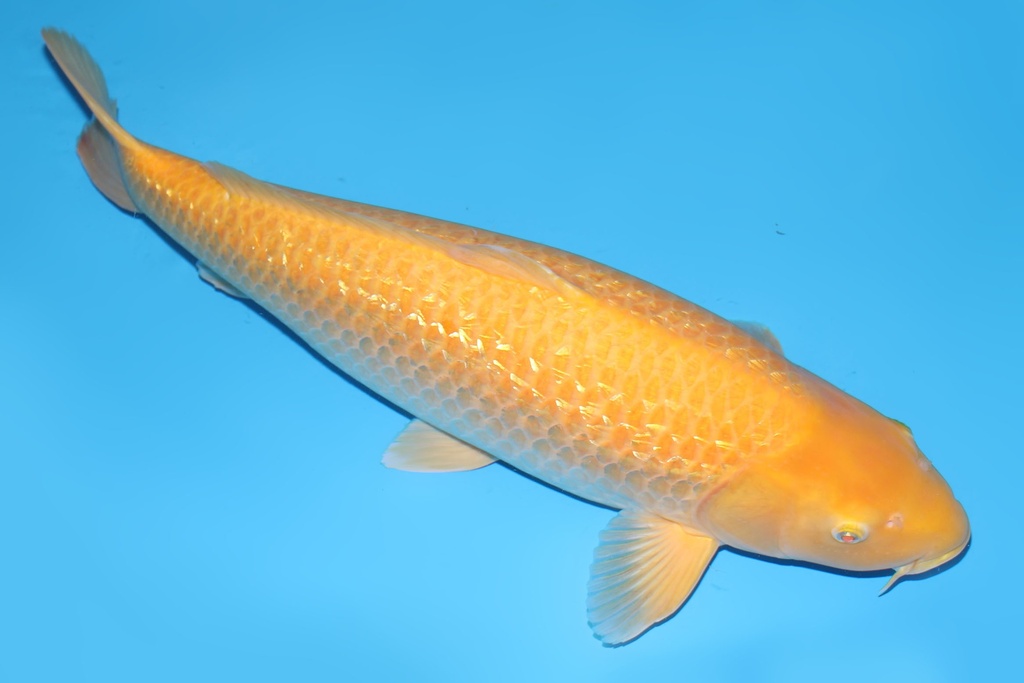 344013 68cm大日G介子