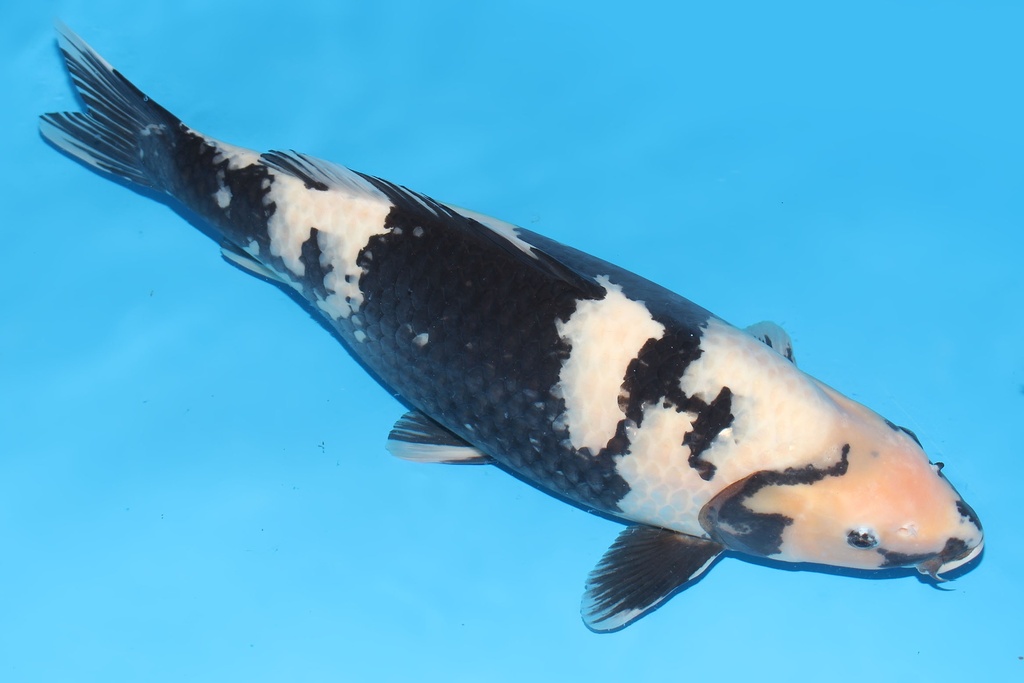 345003  64cm尾形白写三才母鱼G6c5000 23.11尾形即卖会 IMG_5193-b.JPG