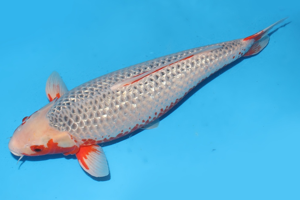 345009 68cm田中G浅黄五才母鱼G6c3500 IMG_5804.JPG