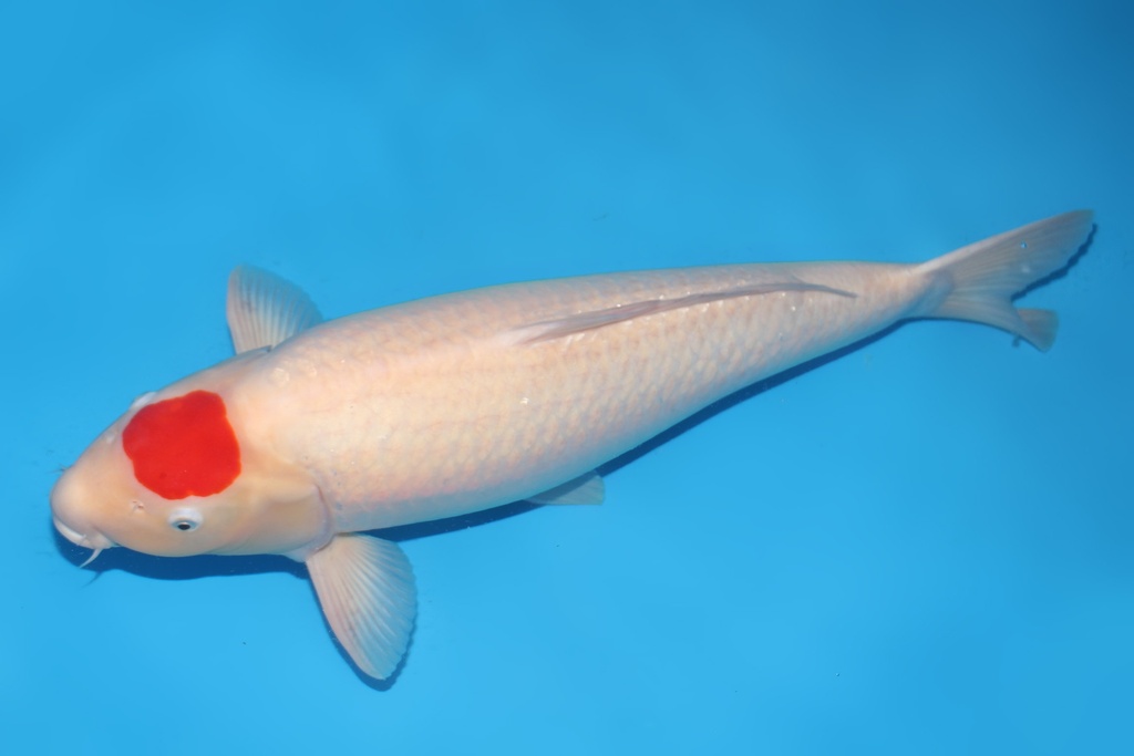 345010 68cm阪井丹顶四才母鱼H4c3000 IMG_4797.JPG