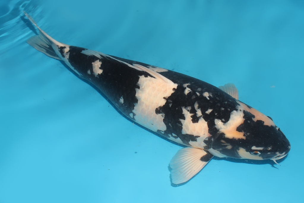 345011 66cm大日白写三才母鱼G5c3500  IMG_5926.JPG