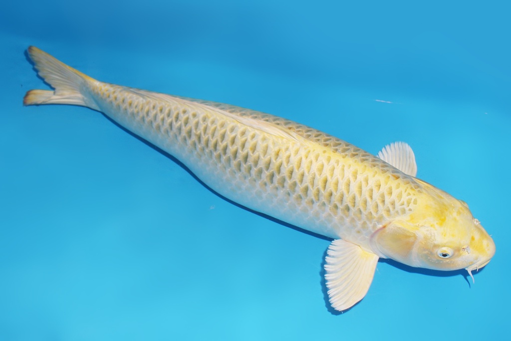 345015 73cm大日黄金松叶三才母鱼花园池c1600 IMG_6245.JPG