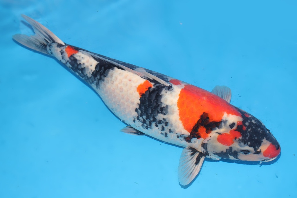 345019 66cm大日昭和四才母鱼H4c3000 IMG_4683.JPG