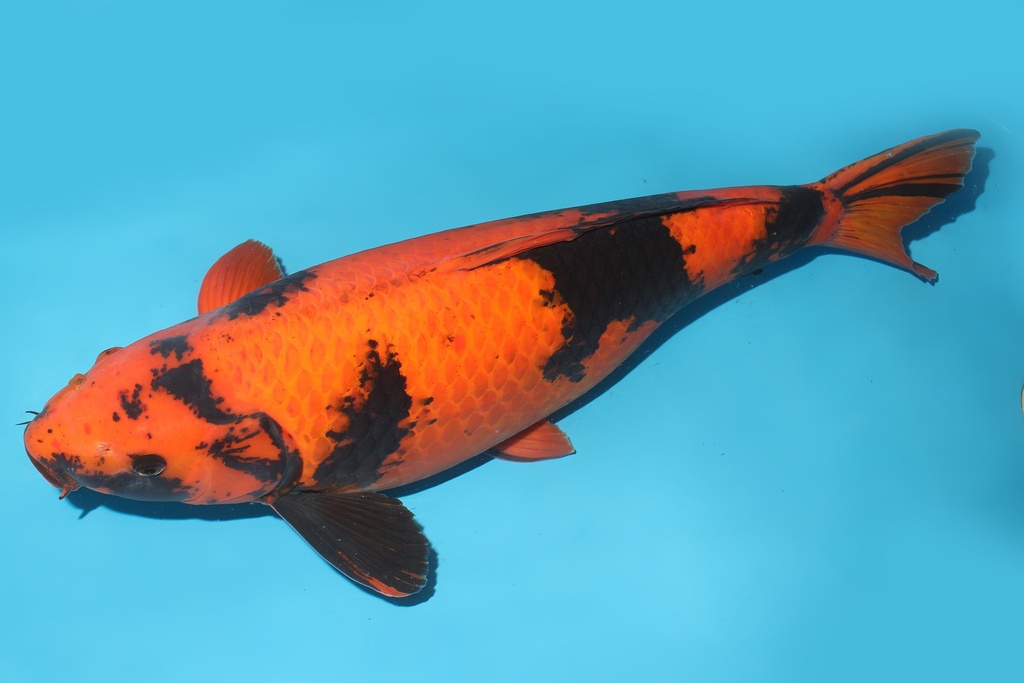 345020 69cm诚太郎绯写四才母鱼G6c4000 IMG_5659.JPG