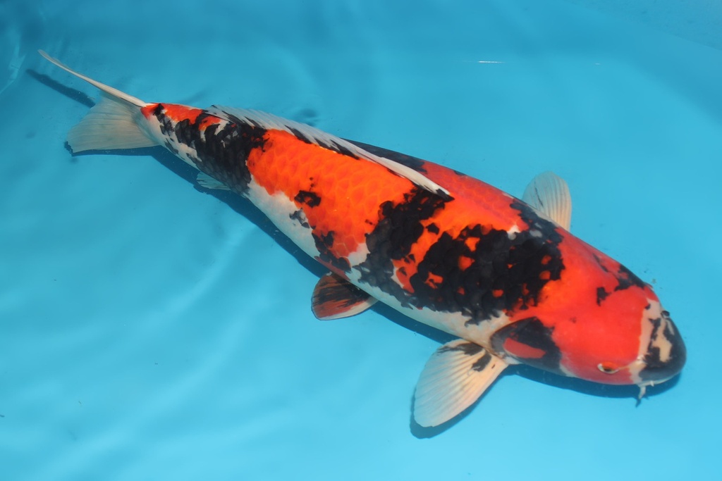 345021 69cm大日昭和三才母鱼G5 c3000 IMG_5876.JPG