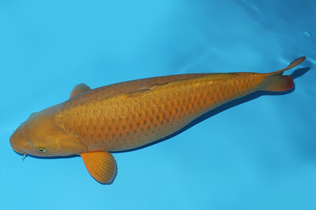 345023 67cm诚太郎茶鲤三才母鱼花园池c1300 IMG_6235.JPG