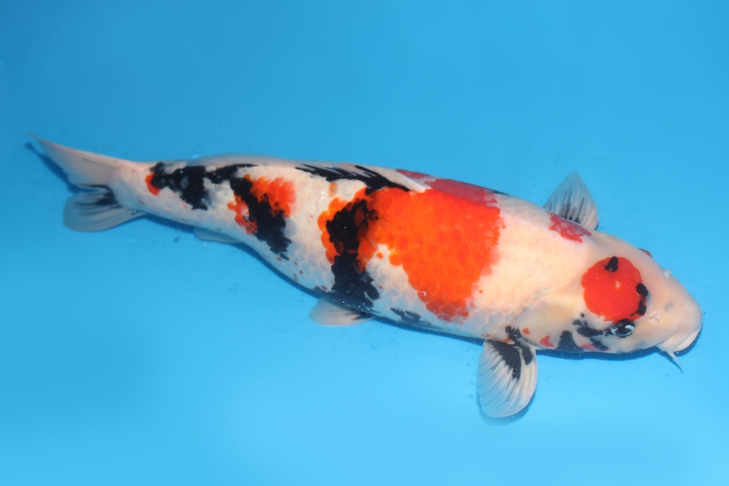 345026 64cm大日昭和四才母鱼H4c2500 IMG_4844.JPG