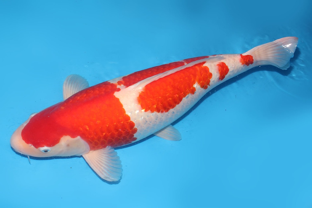 345035 66cm尾形G红白三才母鱼H4c3000 IMG_4874.JPG