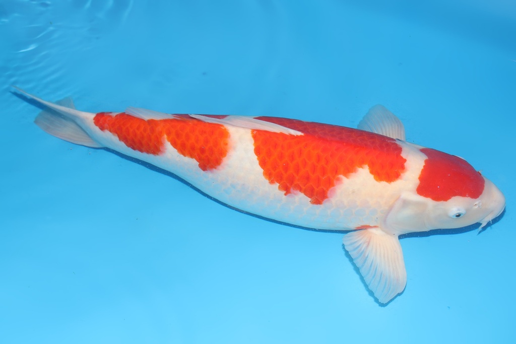 345039 64cm尾形红白四才母鱼H4c2000 背鳍有缺陷 IMG_4791.JPG
